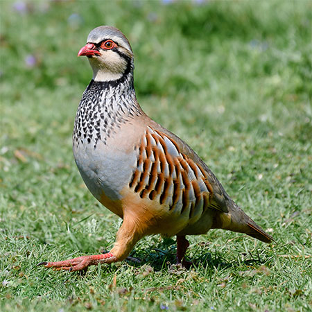 A picture of a partridge