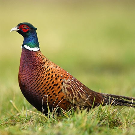 A picture of a pheasant